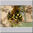 Banchus sp - Schlupfwespe 04c 12mm OS-Wallenhorst-Lehmkuhle.jpg